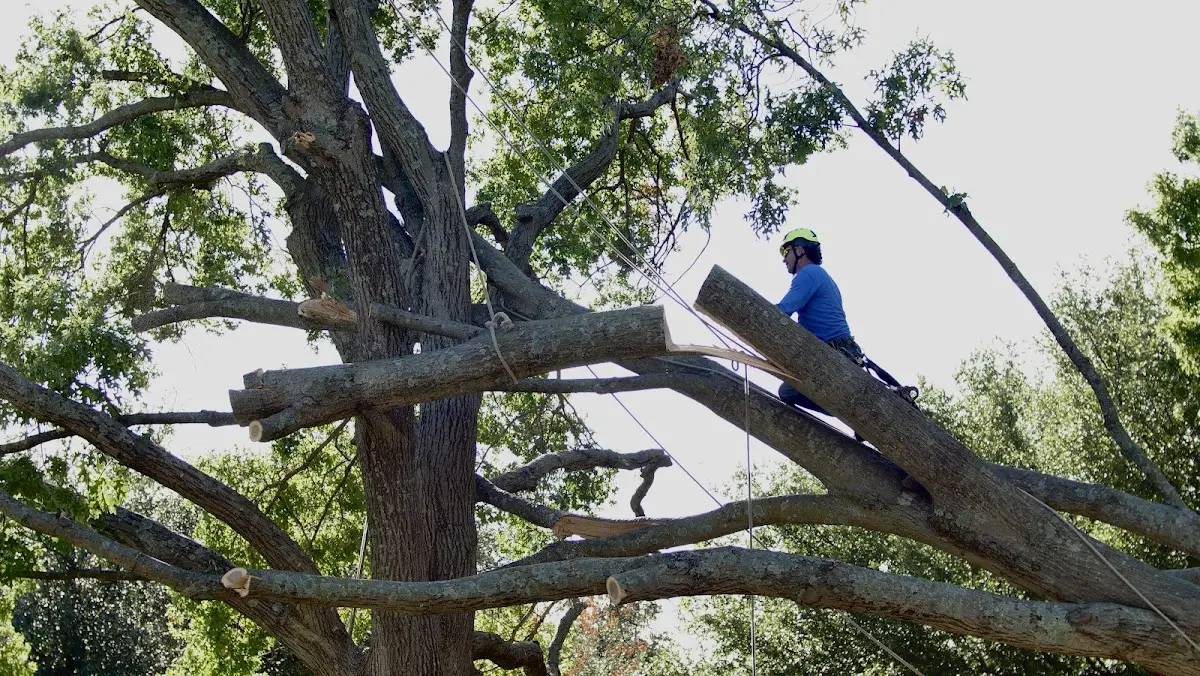 Professional Hazardous Tree Removal performed by certified arborists in Eglon