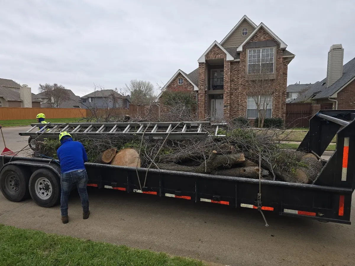 Expert Tree Pest Control with proper safety equipment in Eglon